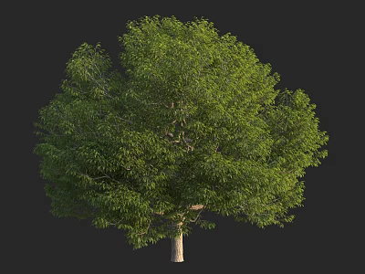 Lush Green Arbor With Dense Foliage And Strong Trunk On Dark Background 3d model