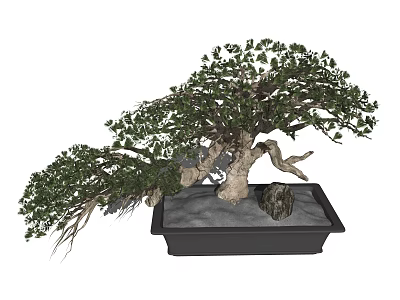 Unique Shaped Bonsai Tree With Twisted Branches Lush Green Leaves In Black Rectangular Pot 3d model
