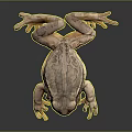 Brown Frog With Textured Skin Resting On Smooth Reflective Surface 3d model