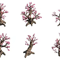 Bonsai Plants with Pink Flowers and Unique Trunk in Various Decorative Styles