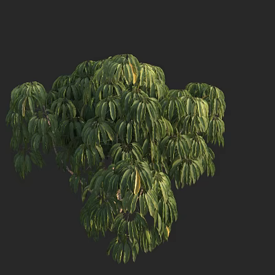 Green Shrub Featuring Lush Dense Foliage With Round Canopy Shape Against Dark Background 3d model