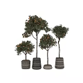 Three Bonsai Fruiting Trees With Brown Trunks In Patterned Ceramic Pots For Indoor Decor 3d model