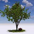 A Healthy Tree with Green Leaves Red Fruits and Basket Under Blue Sky White Clouds