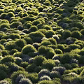 Thriving Lush Flowers and Plants in Dense Clustered Bushes Natural Growth