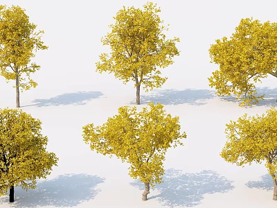 Multiple Arbor Trees With Yellow Leaves And Shadows On White Background 3d model