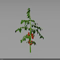 Healthy Tomato Plant with Green Stem Leaves and Red Ripe Tomatoes on Gray Background