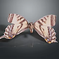 Striped Tailed Butterfly With Brown And White Wings On Dark Background