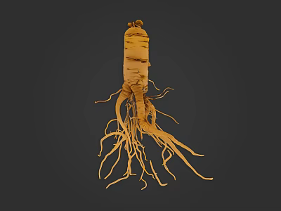 Fresh Ginseng Healthy Organic Vegetable Whole Root with Fibrous Roots Isolated on Dark Background 3d model