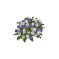 Colorful Hydrangea Flowers With Pink Blue Purple Blooms And Green Leaves
