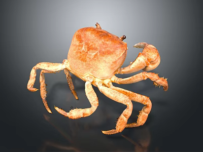 Orange Brown Crab Whole Body With Legs And Claws On Dark Reflective Surface 3d model