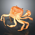 Orange Brown Crab Whole Body With Legs And Claws On Dark Reflective Surface