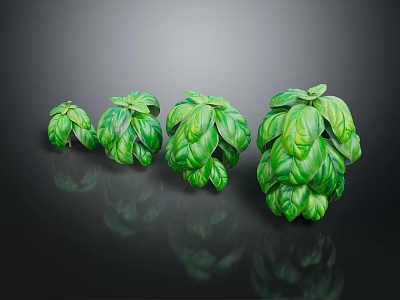 Four Pots of Basil Plants With Lush Green Leaves Arranged on Black Background and Reflections 3d model
