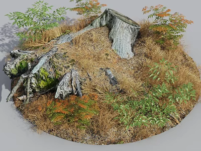 Natural Garden Ornament with Tree Stump Dry Grass and Green Orange Ferns Plants 3d model