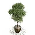 Bonsai Potted Plants In Golden Planters With Green Foliage And White Pebbles