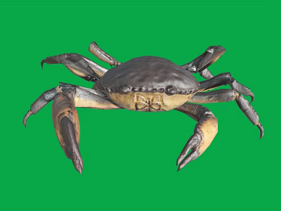 Detailed Dark Brown And Yellow Crab With Claws Isolated On Green Background 3d model