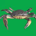 Detailed Dark Brown And Yellow Crab With Claws Isolated On Green Background
