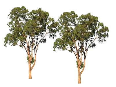 Two Arbor Trees With Green Lush Leaves And Brown Trunks In Natural View 3d model