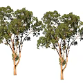 Two Arbor Trees With Green Lush Leaves And Brown Trunks In Natural View