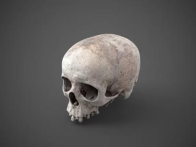 Human Skull Anatomical Structure With Detailed Bone Texture On Gray Background 3d model