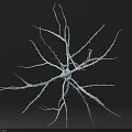 Detailed Neuron Cell 3D Model with Branching Structure for Biology Study