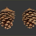 Two Detailed Natural Pine Cones Displaying Brown Texture On Dark Background With Reflection