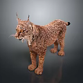 Realistic 3D Lynx Model With Spotted Fur Tufted Ears And Yellow Eyes