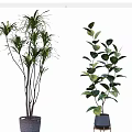 Bonsai Potted Plants With Long Leaves And Wide Foliage In Ceramic Pots And Metal Stands