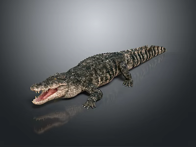Reptile Crocodile 3D Model With Open Mouth On Gray Background And Reflection 3d model