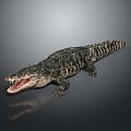 Crocodile Alligator Nile Crocodile carnivore reptile cold-blooded animal reptile reptile 3d model