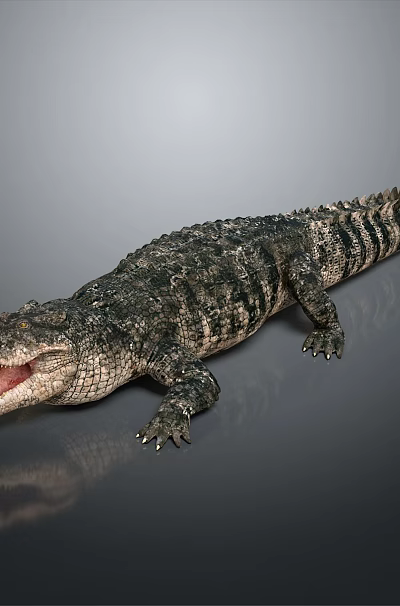 Reptile Crocodile 3D Model With Open Mouth On Gray Background And Reflection 3d model