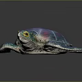Modern Turtle Cartoon Turtle 3d model
