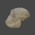 Detailed Human Skull Side View With Visible Teeth And Cranial Structure 3d model
