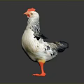 White and Gray Chicken With Orange Comb Outstretched Wings And Orange Feet On Gray Background