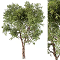 Modern Trees Landscape Trees 3d model
