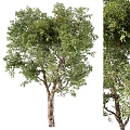 Modern Tree Trees Landscape Trees 3d model