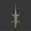 Crocodile Alligator Nile Crocodile carnivore reptile cold-blooded animal reptile 3d model