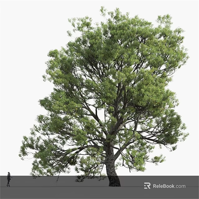 Lush Arbor Tree With Dense Green Foliage And Strong Trunk In Natural Environment 3d model 