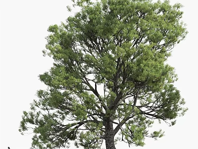 Lush Arbor Tree With Dense Green Foliage And Strong Trunk In Natural Environment 3d model
