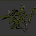 Lush Green Leaf Plant with Small White Flowers and Fresh Branches