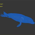 3D Rendered Whale Anatomical Model Displaying Colorful Skeleton And Internal Organs