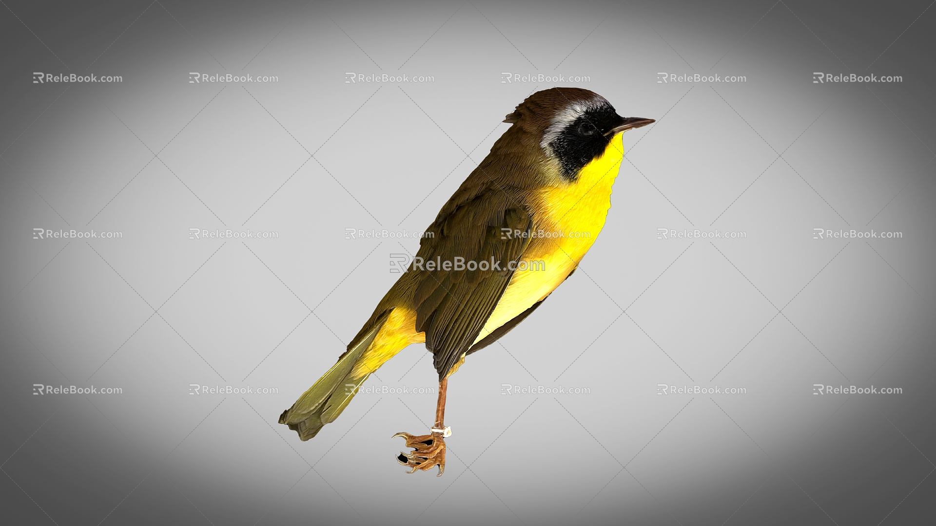 Yellow-throated warbler bird 3d model