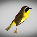 Yellow-throated warbler bird 3d model