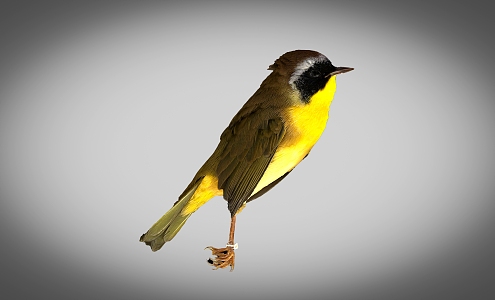 Yellow-throated warbler bird 3d model