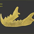 Anatomical Mandible Organ Bone Specimen With Detailed Teeth Structure And Surface Markings
