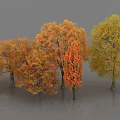Vibrant Autumn Arbor Trees With Golden Orange And Yellow Foliage In Outdoor Garden Landscape