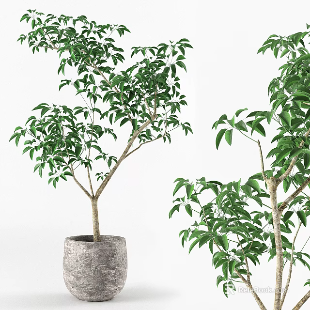 Lush Green Bonsai Potted Plant with Decorative Concrete Pot for Indoor Home Decor 3d model 