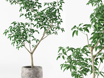 Lush Green Bonsai Potted Plant with Decorative Concrete Pot for Indoor Home Decor 3d model
