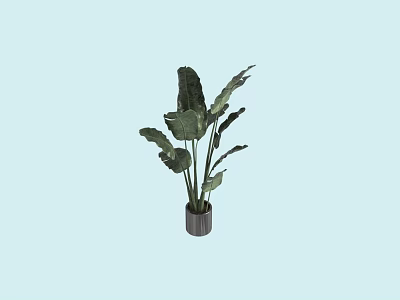 Indoor Green Plant With Large Leaves In Gray Pot And Light Blue Background 3d model