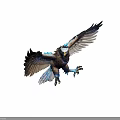 Majestic Eagle Spreading Wings Flying With Blue and Brown Feathers Open Claws Against Gray Background