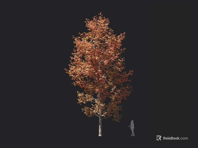 Autumn Colored Tree With Orange Red Leaves And Tall Trunk Near Silhouette Figure 3d model 